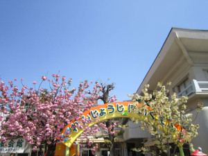 ウコン桜